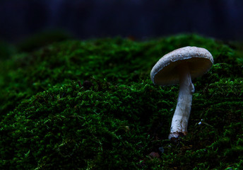 White Mushroom on moss autumn forest background