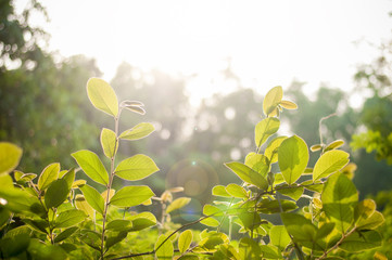 Obraz premium Tree in light
