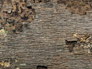 texture of bark wood use as natural. background concept. Free space for text.