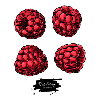 Raspberry vector drawing. Isolated berry sketch on white backgro