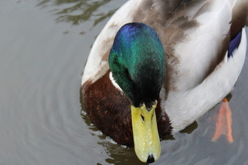 Obraz premium male duck