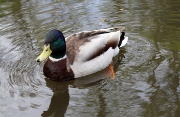 male duck