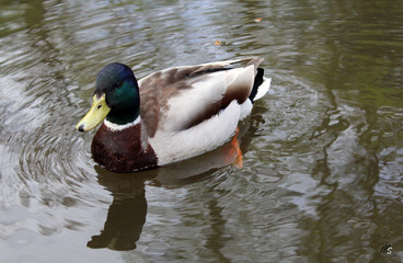 male duck