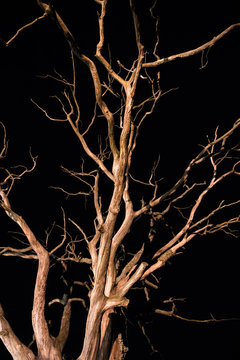 Silhouette of dry branch against night sky