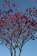 Sydney Australia, Kookaburra sitting in a flowering quince tree in bloom
