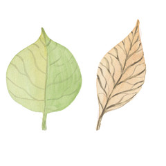 акварелью зеленые листы разной формы