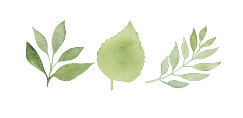 зеленые листья акварель - 223854466