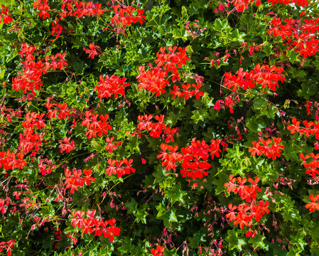 Beautiful red  flowers pelargonium hang-downing in macro