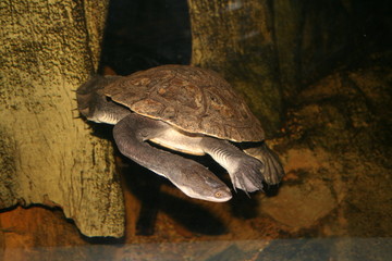 turtles slate neck