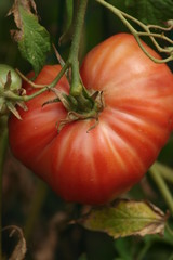 Tomate Marmande