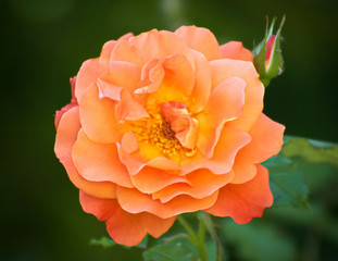 Rose in Blüte