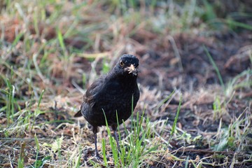 Common blackbird - Turdus merula