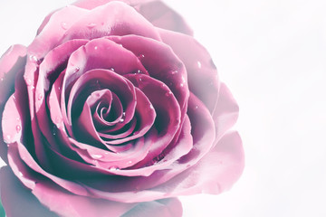 Fototapeta na wymiar Beautiful pink soft rose macro background