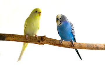 Poster Two wavy parrots sit on a branch isolated on a white background. Birds © DmyTo