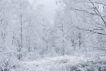 Winter trees covered with hoarfrost