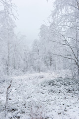 Winter trees covered with hoarfrost