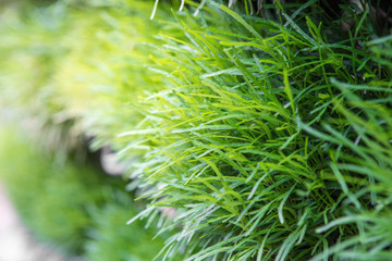 Beautiful green leaf