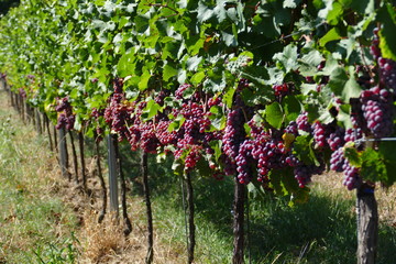 Fototapeta na wymiar red grapes in the vinyard fading