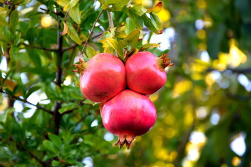 Heart of pomegranates