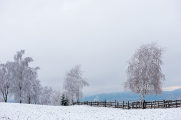 Winter trees covered with hoarfrost