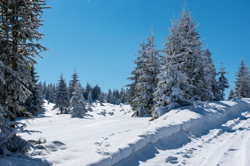 Fairy snowy winter Christmas landscape