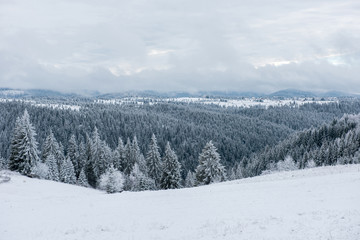 Fototapeta na wymiar Winter forest covered with snow