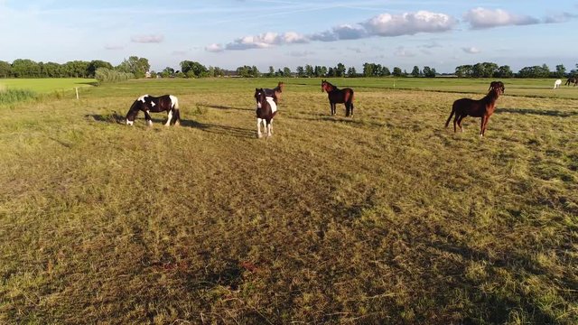 Aerial footage of several breeds of horses on fresh green meadow checking out the camera showing both work animals as quarter breed in different colors beautiful scene 4k high resolution quality