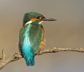 Common Kingfisher, (Alcedo atthis), male perched with fish, Snettisham RSPB Reserve, Norfolk, England, UK.