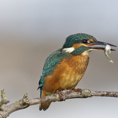 Common Kingfisher, (Alcedo atthis), male perched with fish, Snettisham RSPB Reserve, Norfolk, England, UK.
