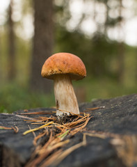 Beautiful boletus edulis mushroom standing on a black stump in the forest.