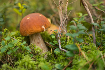 Beautiful boletus edulis mushroom growing in the natural forest.