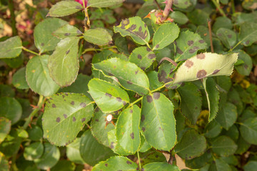 Parasitic defeat of rose bush and flowers close-up. The concept of protection of an industrialized rosarium against pests