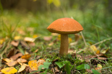 Orange cap boletus (Leccinum scabrum) mushroom growing in natural forest in Autumn.