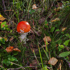 mushroom with  red cap in the grass and leaves