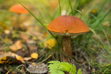 Orange cap boletus (Leccinum scabrum) mushroom growing in natural forest in Autumn.