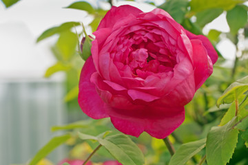Red rose 