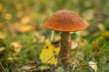 Orange cap boletus (Leccinum scabrum) mushroom growing in natural forest in Autumn.