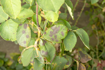 Disease of leaves and branches of roses close-up of damage to rot and parasites. The concept of protecting the rosary