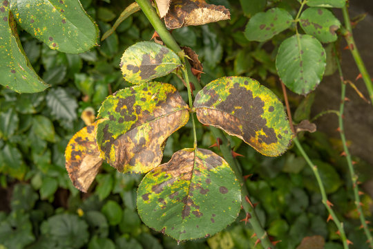 Parasitic defeat of rose bush and flowers close-up. The concept of protection of an industrialized rosarium against pests