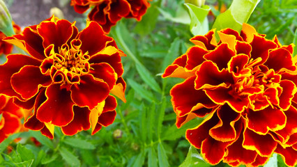 Beautiful flowers marigolds on a flower bed in the garden.