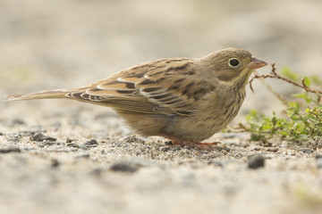 Ortolan Bunting, (Emberiza hortulana) male standing on ground, St Marys, Isles of Scilly, England, UK.