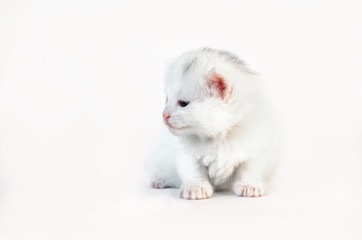 White kitten sits with his head turned aside