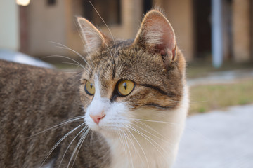 Colorful cat with yellow eyes looks at a distance.