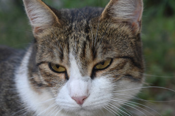 a colorful cat with yellow eyes looks at a distance