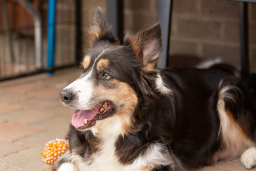 border collie puppy dog living in beligium