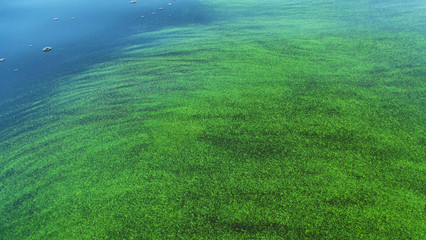 Beautiful green background on water.