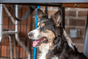 border collie puppy dog living in beligium