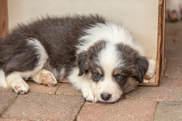 border collie puppy dog living in beligium