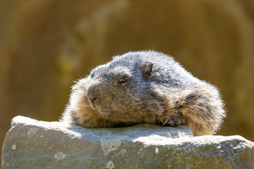 Close-up portrait of a relaxed alpine marmot on a rock in warm sunlight.