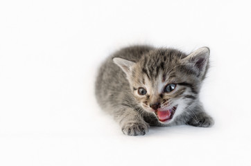 Striped little kitten with big eyes lies and meows